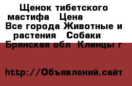 Щенок тибетского мастифа › Цена ­ 60 000 - Все города Животные и растения » Собаки   . Брянская обл.,Клинцы г.
